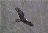 Photo of Marsh Harrier at Linford Reserve, Linford GPs, Buckinghamshire. Taken by Michael Haberfield on 31st January 2026.