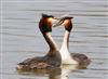 Photo of Great Crested Grebe at Linford Reserve, Linford GPs, Buckinghamshire. Taken by Michael Haberfield on 31st January 2026.