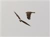 Photo of Marsh Harrier at Linford Reserve, Linford GPs, Buckinghamshire. Taken by Michael Haberfield on 31st January 2026.
