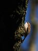 Treecreeper