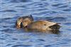 Photo of Gadwall at Linford Reserve, Linford GPs, Buckinghamshire. Taken by Michael Haberfield on 4th January 2026.