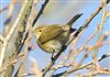 Photo of Chiffchaff at Linford Reserve, Linford GPs, Buckinghamshire. Taken by Michael Haberfield on 4th January 2026.