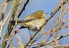 Photo of Chiffchaff at Linford Reserve, Linford GPs, Buckinghamshire. Taken by Michael Haberfield on 3rd January 2026.