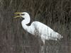 Photo of Great White Egret at Floodplain Forest Nature Reserve (formerly Manor Farm), Buckinghamshire. Taken by Michael Haberfield on 1st January 2026.