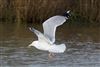 Photo of Herring Gull at Floodplain Forest Nature Reserve (formerly Manor Farm), Buckinghamshire. Taken by Michael Haberfield on 1st January 2026.