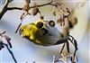 Photo of Siskin at Linford Reserve, Linford GPs, Buckinghamshire. Taken by Michael Haberfield on 4th January 2026.