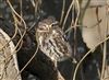 Little Owl at Floodplain Forest Nature Reserve (formerly Manor Farm), Buckinghamshire. Photographed by Michael Haberfield on 4th January 2026.