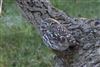 Little Owl at Floodplain Forest Nature Reserve (formerly Manor Farm), Buckinghamshire. Photographed by Michael Haberfield on 4th January 2026.
