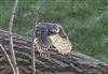 Little Owl at Floodplain Forest Nature Reserve (formerly Manor Farm), Buckinghamshire. Photographed by Michael Haberfield on 4th January 2026.