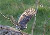 Little Owl at Floodplain Forest Nature Reserve (formerly Manor Farm), Buckinghamshire. Photographed by Michael Haberfield on 4th January 2026.
