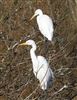 Photo of Great White Egret at Linford Reserve, Linford GPs, Buckinghamshire. Taken by Michael Haberfield on 4th January 2026.