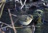 Photo of Chiffchaff at Linford Reserve, Linford GPs, Buckinghamshire. Taken by Michael Haberfield on 4th January 2026.