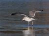 Photo of Caspian Gull at Furzton Lake, Milton Keynes, Buckinghamshire. Taken by Harry Appleyard on 4th January 2026.
