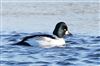 Goldeneye at Willen Lake South, Willen Lakes, Buckinghamshire. Photographed by Michael Haberfield on 5th January 2026.