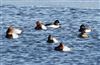 Goldeneye at Willen Lake South, Willen Lakes, Buckinghamshire. Photographed by Michael Haberfield on 5th January 2026.