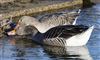 Greylag Goose