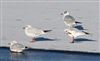 Photo of Black-headed Gull at Willen Lake South, Willen Lakes, Buckinghamshire. Taken by Michael Haberfield on 5th January 2026.