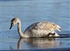 Photo of Mute Swan at Willen Lake South, Willen Lakes, Buckinghamshire. Taken by Michael Haberfield on 5th January 2026.