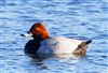 Pochard at Willen Lake South, Willen Lakes, Buckinghamshire. Photographed by Michael Haberfield on 5th January 2026.