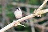 Photo of Long-tailed Tit at Lee Common , Buckinghamshire. Taken by Don Stone on 2nd January 2026.