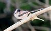 Photo of Long-tailed Tit at Lee Common , Buckinghamshire. Taken by Don Stone on 2nd January 2026.