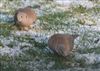 Photo of Collared Dove at Lee Common , Buckinghamshire. Taken by Don Stone on 2nd January 2026.