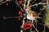 Photo of Redwing at Lee Common , Buckinghamshire. Taken by Don Stone on 3rd January 2026.