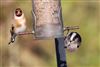 Photo of Long-tailed Tit at Lee Common , Buckinghamshire. Taken by Don Stone on 4th January 2026.