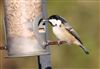 Coal Tit