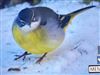 Photo of Grey Wagtail at Chartridge, Buckinghamshire. Taken by Derek Holt on 5th January 2026.