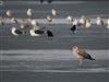 Photo of Yellow-legged Gull at Furzton Lake, Milton Keynes, Buckinghamshire. Taken by Harry Appleyard on 6th January 2026.