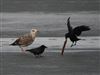 Photo of Yellow-legged Gull at Furzton Lake, Milton Keynes, Buckinghamshire. Taken by Harry Appleyard on 6th January 2026.