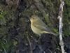Photo of Chiffchaff at Linford Reserve, Linford GPs, Buckinghamshire. Taken by Michael Haberfield on 7th January 2026.