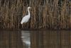 Photo of Great White Egret at Linford Reserve, Linford GPs, Buckinghamshire. Taken by Michael Haberfield on 7th January 2026.