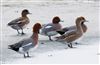 Photo of Wigeon at Willen Lake South, Willen Lakes, Buckinghamshire. Taken by Michael Haberfield on 6th January 2026.