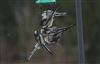 Photo of Long-tailed Tit at Lee Common , Buckinghamshire. Taken by Don Stone on 6th January 2026.