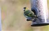 Photo of Siskin at Lee Common , Buckinghamshire. Taken by Don Stone on 7th January 2026.
