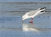 Photo of Black-headed Gull at Foxcote Res, Buckinghamshire. Taken by Paul Gibbs on 7th January 2026.