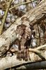 Sparrowhawk