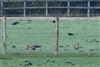 Photo of White-fronted Goose at Marsworth, Bucks, Buckinghamshire. Taken by Andrew Chambers on 7th January 2026.