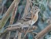 Photo of Brambling at Rowsham, Buckinghamshire. Taken by Mike Wallen on 6th January 2026.