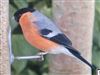 Photo of Bullfinch at Chartridge, Buckinghamshire. Taken by Derek Holt on 8th January 2026.