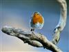 Photo of Robin at Chartridge, Buckinghamshire. Taken by Derek Holt on 8th January 2026.