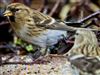 Redpoll