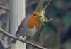 Photo of Robin at Milton Keynes, Central, Milton Keynes, Buckinghamshire. Taken by Michael Haberfield on 10th February 2026.