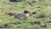 Photo of Teal at Little Missenden, Buckinghamshire. Taken by Don Stone on 29th January 2026.