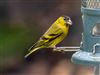 Photo of Siskin at Walter's Ash, Buckinghamshire. Taken by Neil Fletcher on 13th February 2026.