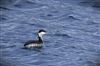 Photo of Slavonian Grebe at College Lake, Buckinghamshire. Taken by Matt Milne on 7th February 2026.