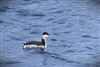 Photo of Slavonian Grebe at College Lake, Buckinghamshire. Taken by Matt Milne on 7th February 2026.