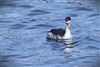 Photo of Slavonian Grebe at College Lake, Buckinghamshire. Taken by Matt Milne on 7th February 2026.
